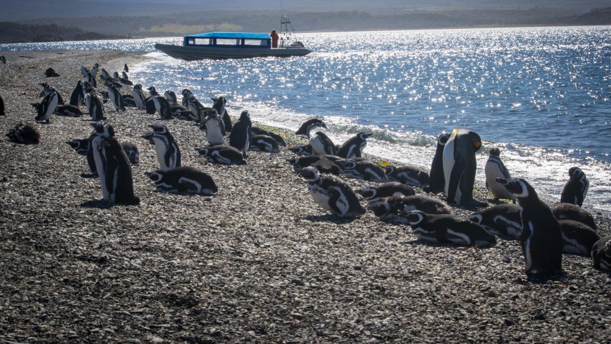 Pacotes de Viagem para Patagônia Argentina Ushuaia Inverno