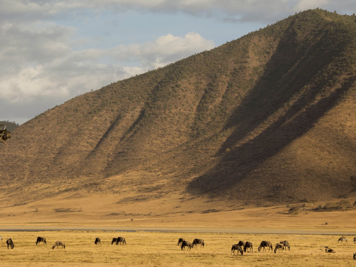 Pacotes de Viagem para Safari na Tanzânia