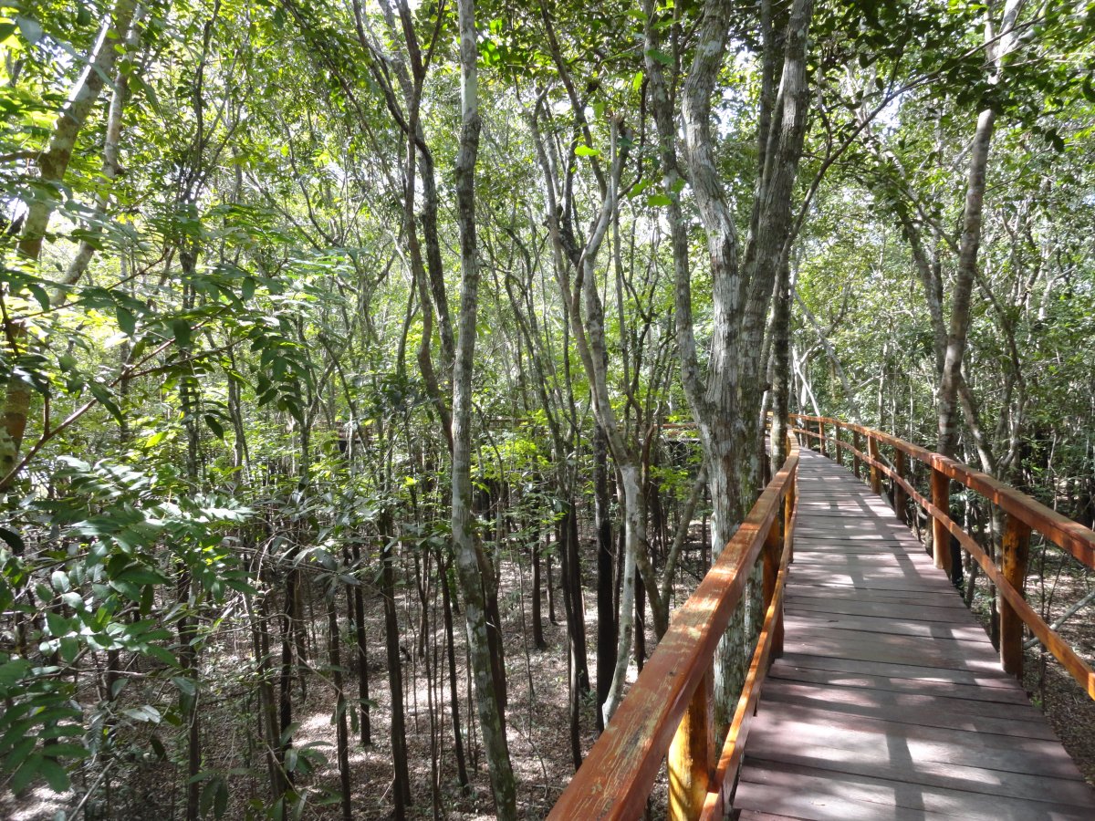 Pacote de Viagem para a Amazônia com Juma Amazon Lodge