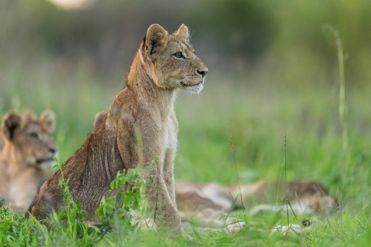 Pacote de Viagem para África do Sul com MalaMala Reserve