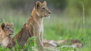 Pacote de Viagem para África do Sul com MalaMala Reserve