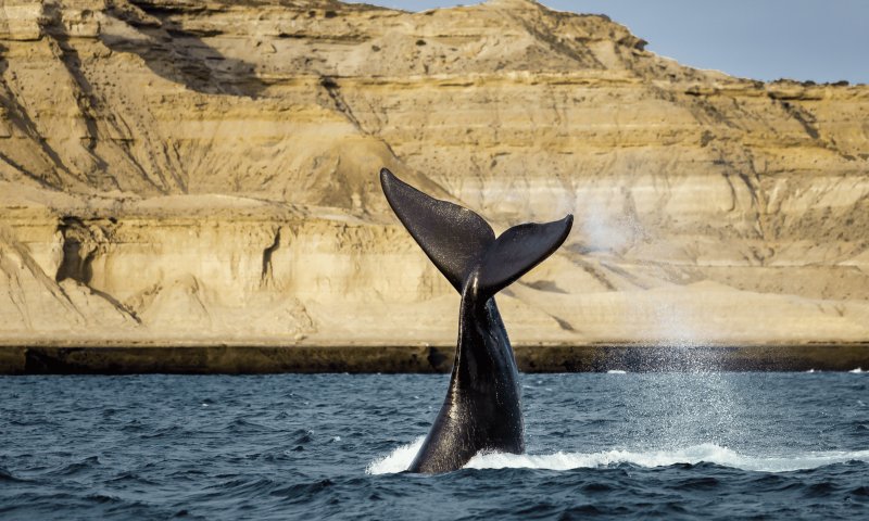 Patagonia Paisagens - Península Valdés