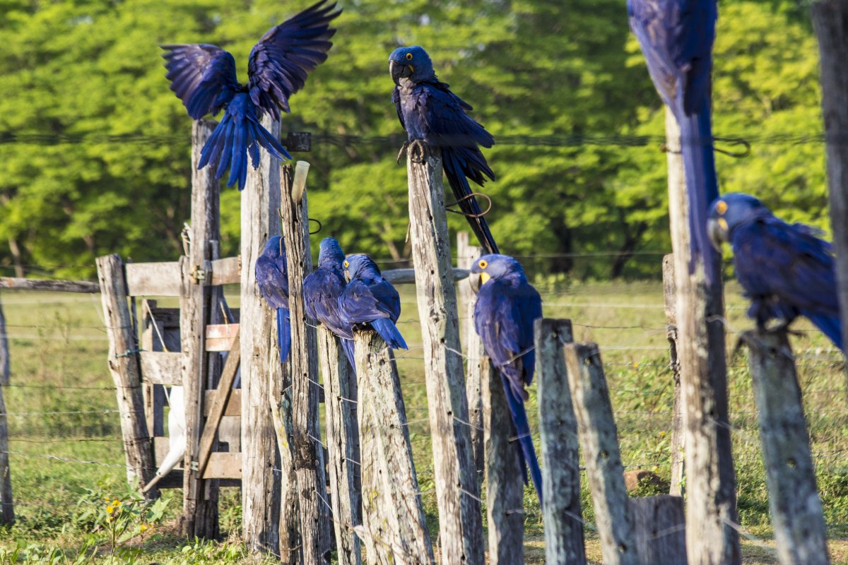 Pacotes de Viagem para o Pantanal na Pousada Aguapé