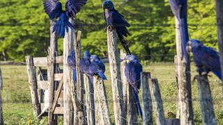 Pacotes de Viagem para o Pantanal na Pousada Aguapé