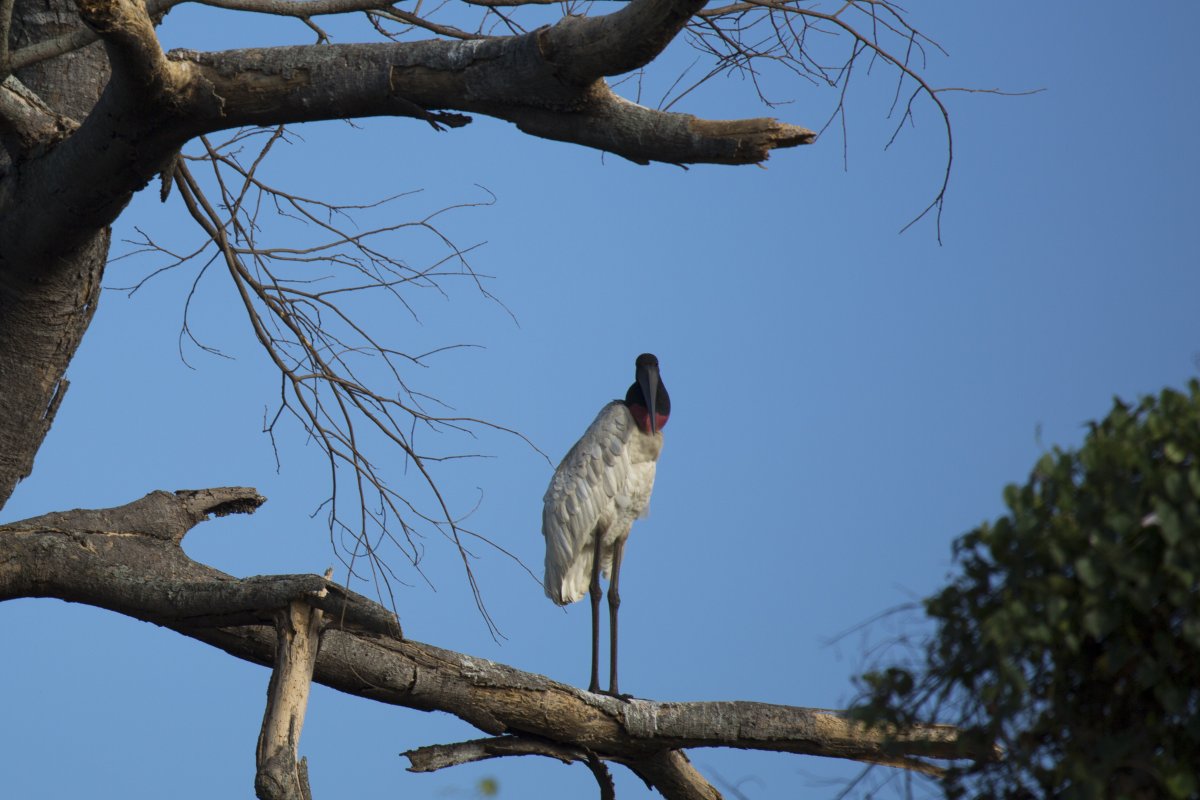 Pacotes de Viagem para o Pantanal Sul com Serra do Amolar — Foto: Andrea D'Amato