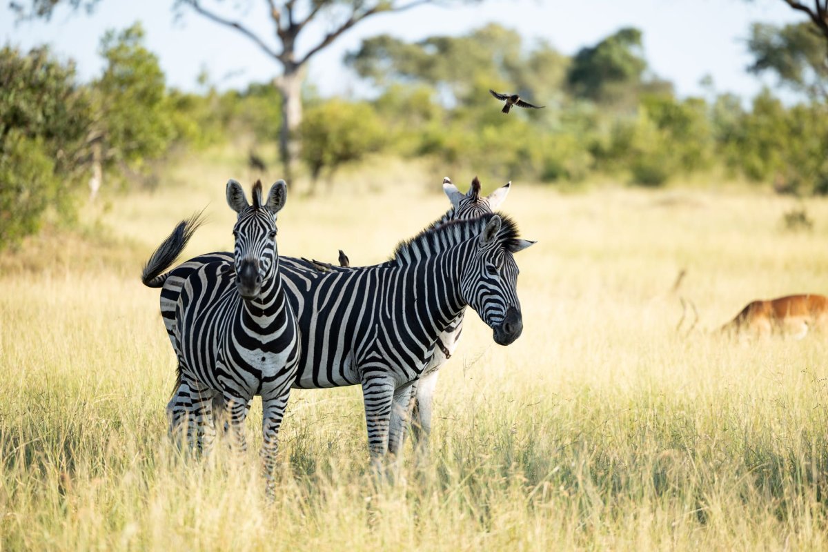 Pacote de Viagem para África do Sul com MalaMala Reserve