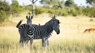 Pacote de Viagem para África do Sul com MalaMala Reserve