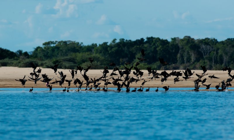 Parque Estadual do Cantão e Ilha do Bananal  - O Encontro dos 3 Biomas
