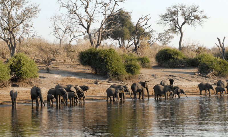 Botswana - Delta do Okavango e Reserva Moremi