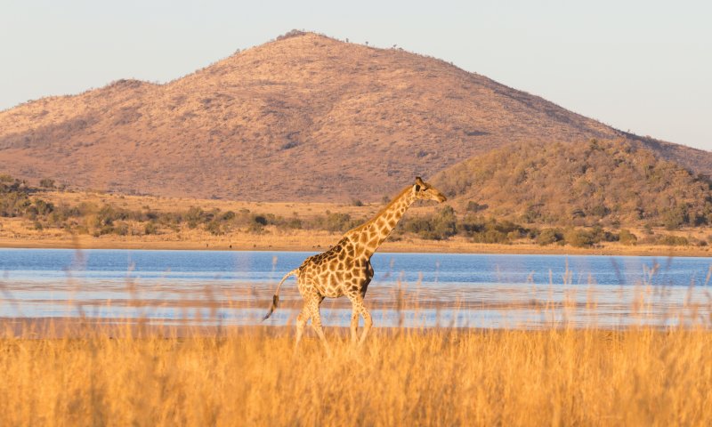 África do Sul - Cape Town, Rota Jardim e Safari no Shamwari Reserve