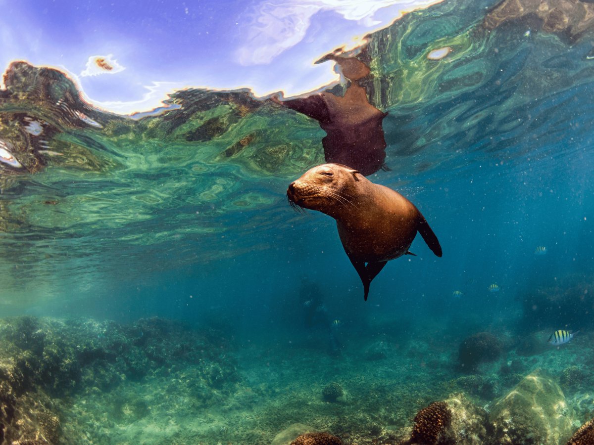 Pacotes de Viagem para Equador com Ilhas Galápagos