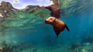 Pacotes de Viagem para Equador com Ilhas Galápagos