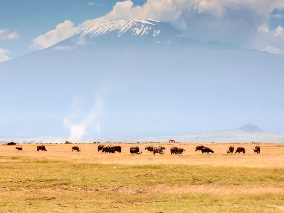 Pacotes de Viagem para Safari na Tanzânia
