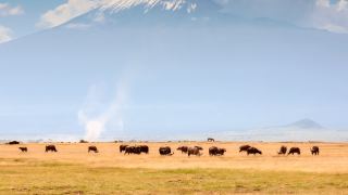 Pacotes de Viagem para Safari na Tanzânia