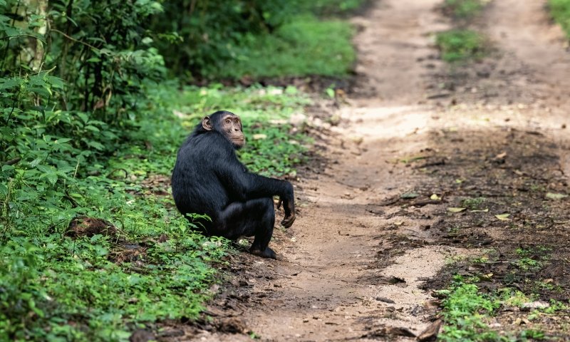 Ruanda by Singita Kwitonda Lodge