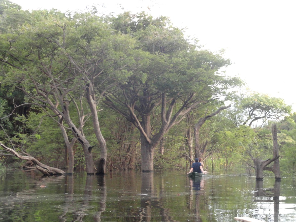 Pacote de Viagem para a Amazônia com Juma Amazon Lodge