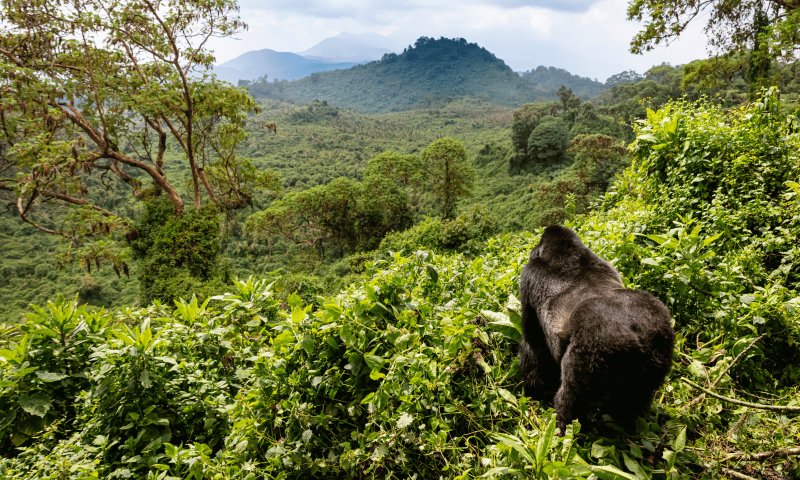 Ruanda - Trekking e Safari em Parques Nacionais